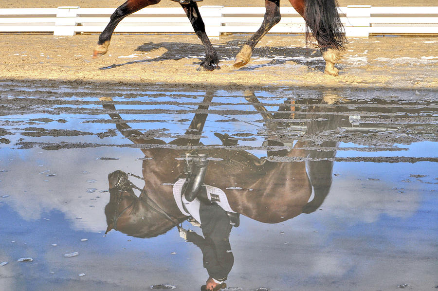 Horse Photograph - Pas De Deux Reflected by JAMART Photography