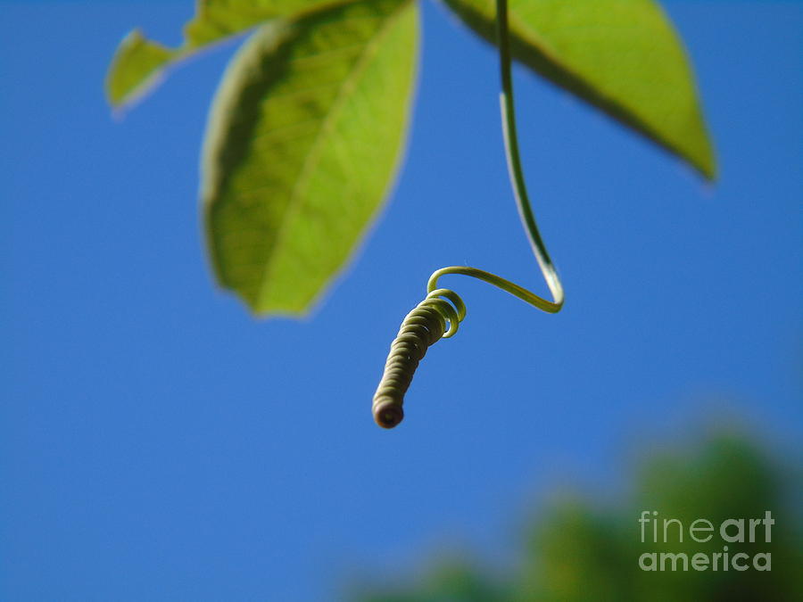 Passiflora tendrils Photograph by Silvana Miroslava Albano - Fine Art ...