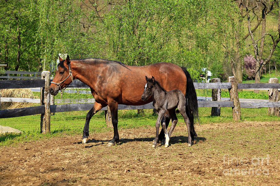 Paso Fino Mare Horse And Her Cute Colt Photograph