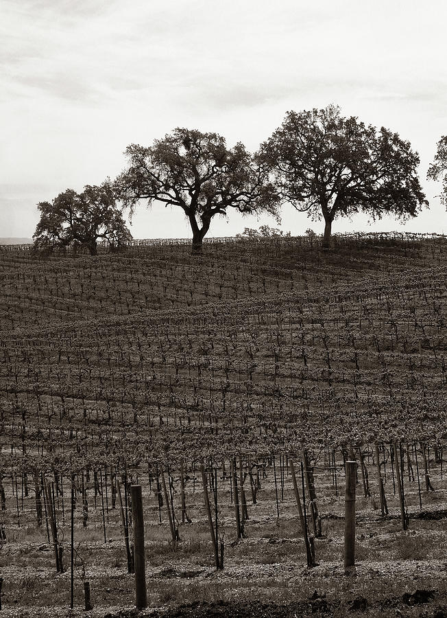 Paso Robles Photograph - Paso Robles Toned by Chris Bliss