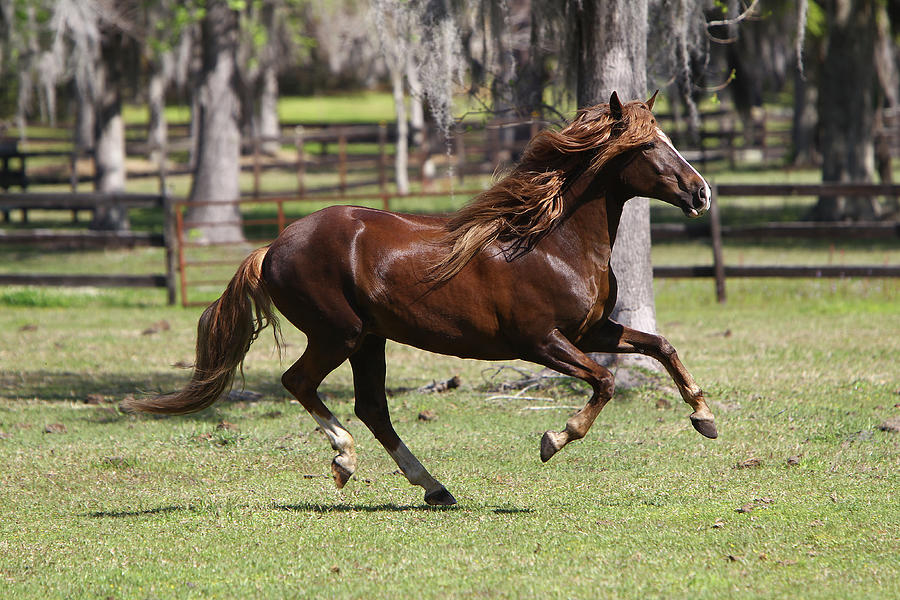 Animal Photograph - Paso Stallion by Bob Langrish