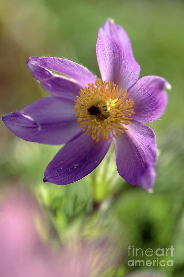 Nature Photograph - Pasque Flower (anemone Pulsatilla) by Dr Keith Wheeler/science Photo Library
