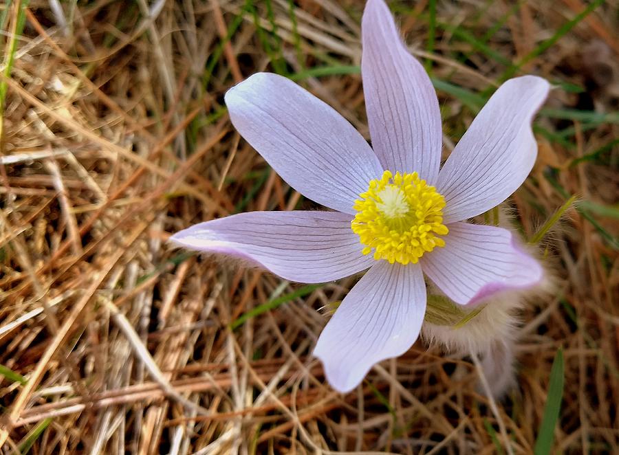 Pasque Flower In Bloom Photograph by Marcus Heerdt
