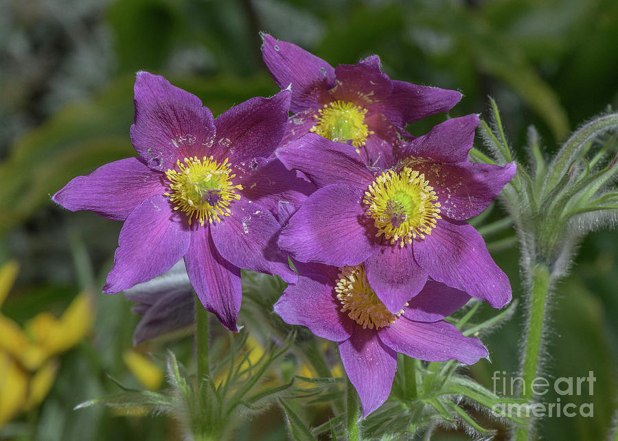 Flower Photograph - Pasque Flower (pulsatilla Ambigua) by Bob Gibbons/science Photo Library