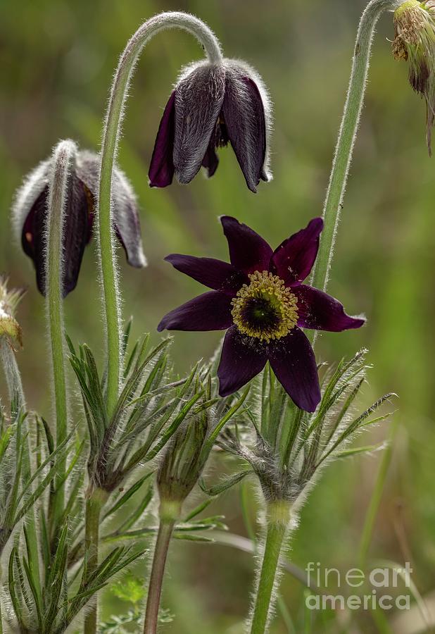 Nature Photograph - Pasque Flower (pulsatilla Montana) by Bob Gibbons/science Photo Library