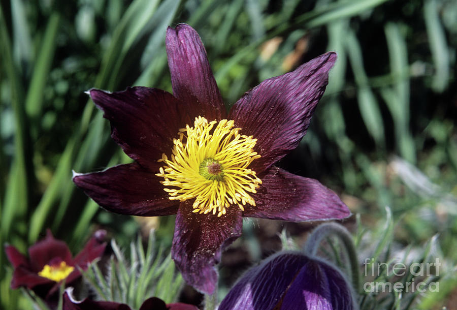 Nature Photograph - Pasque Flower (pulsatilla Vulgaris) by Adrian T Sumner/science Photo Library