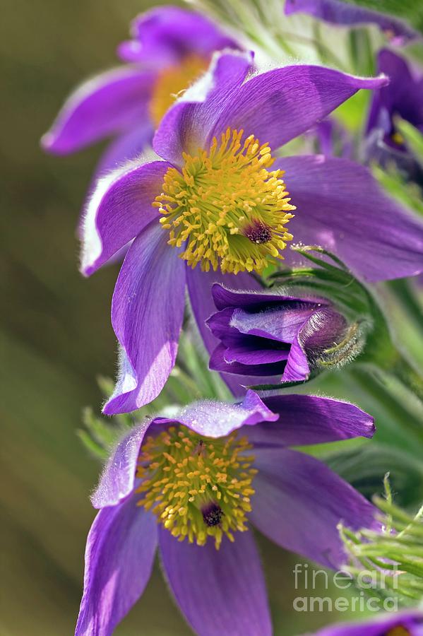 Pasque Flower (pulsatilla Vulgaris) Photograph by Science Photo Library Pasque Flower (pulsatilla Vulgaris) Photograph by Science Photo Library