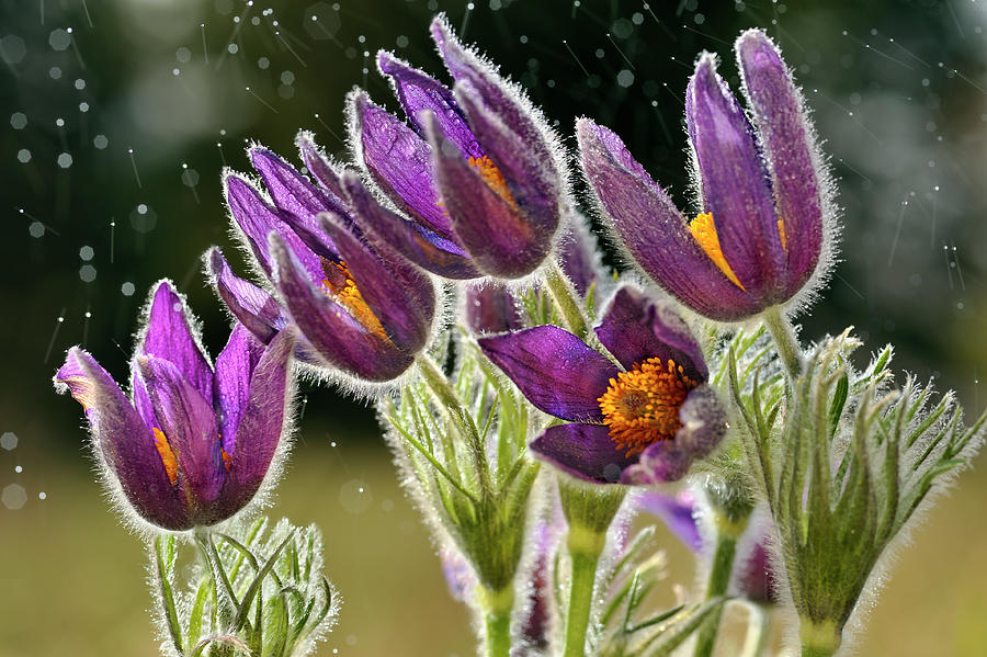 Magic Photograph - Pasque Flowers In Rain, Lorraine, France by Michel Poinsignon / Naturepl.com