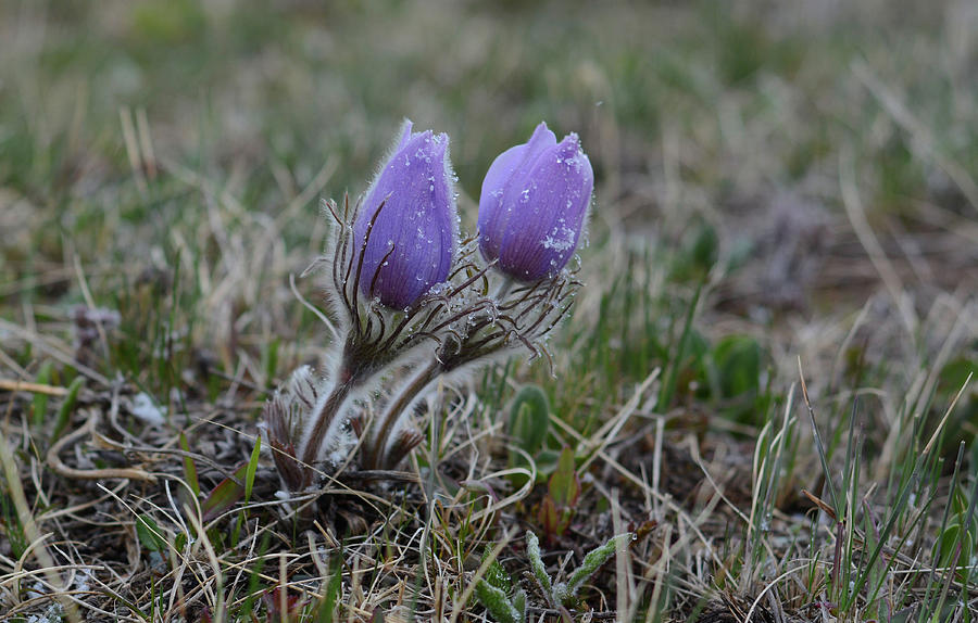 Pasque Flowers With Snow Drops Photograph