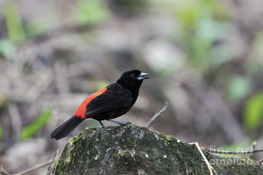 Passerini Tanager Photograph by Dr P. Marazzi/science Photo Library