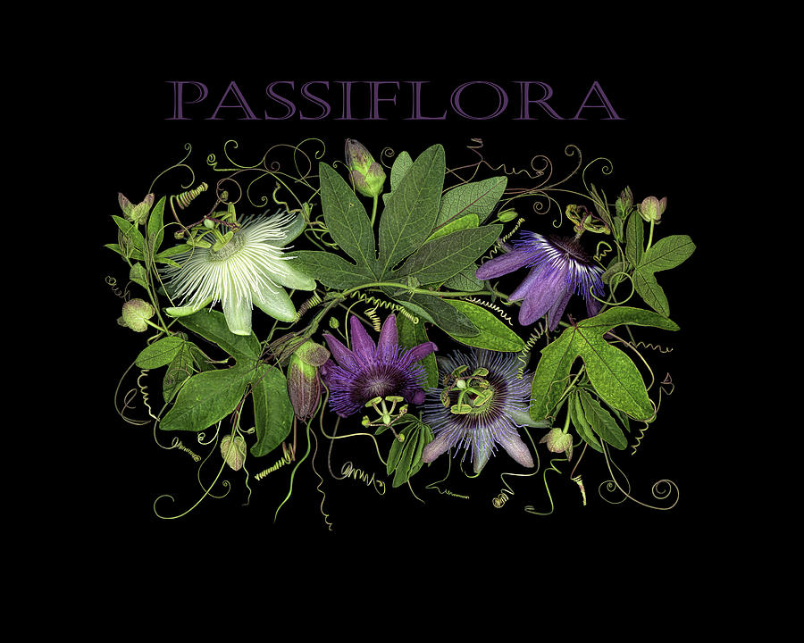 Flower Photograph - Passiflora 01  by Sandra R Schulze Photography
