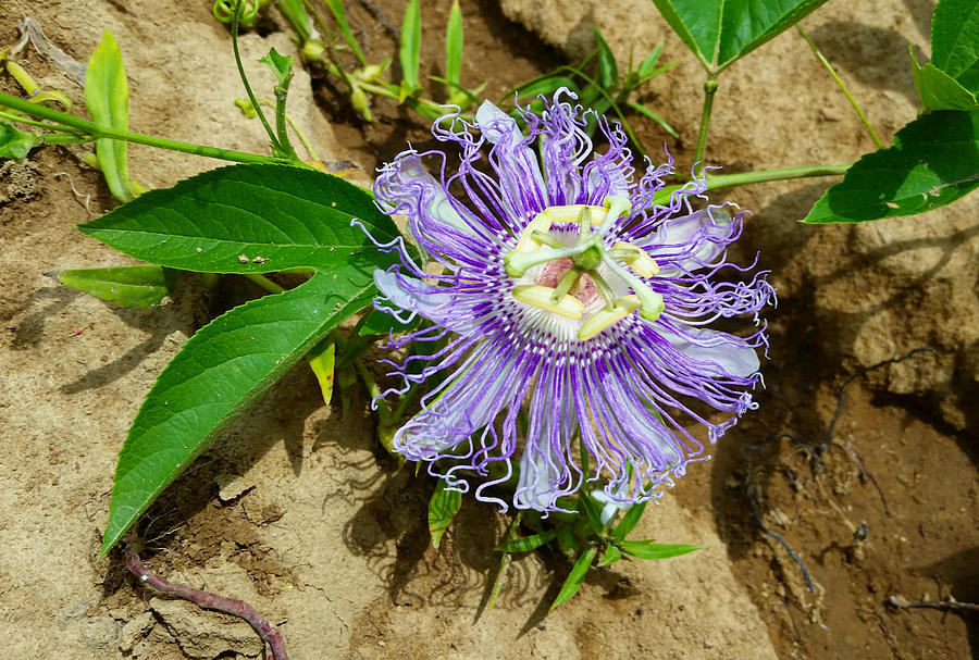 Passiflora Incarnata Photograph