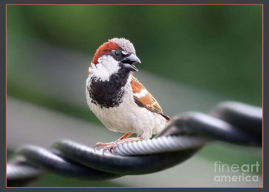 Bird Photograph - Passing The Word by Geoff Crego