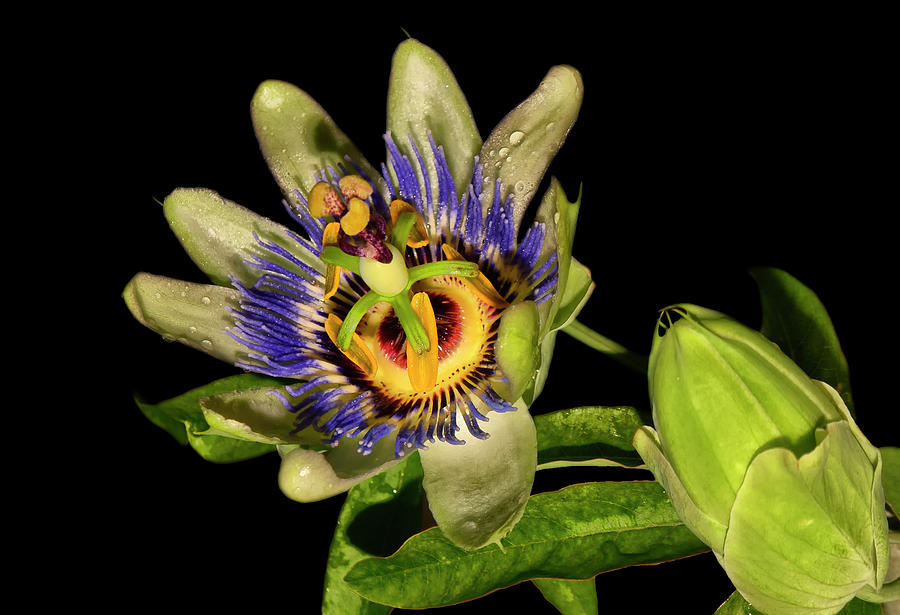 Passion Flower And Bud 047 Photograph by George Bostian