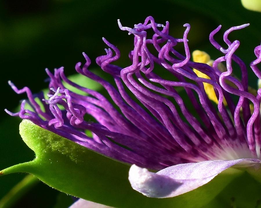 Passion Flower Macro Photograph by Chip Gilbert