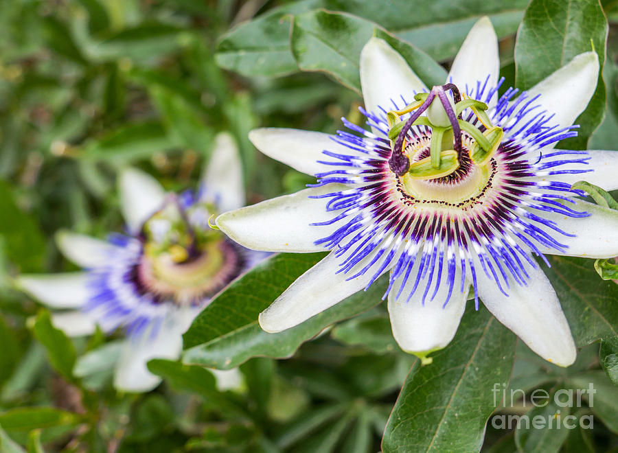 Passiflora Photograph - Passion Flower Passiflora by Resul Muslu Passiflora Photograph - Passion Flower Passiflora by Resul Muslu