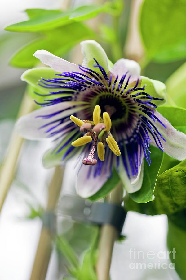 Passion Flower (passiflora Sp.) Photograph by Science Photo Library Passion Flower (passiflora Sp.) Photograph by Science Photo Library