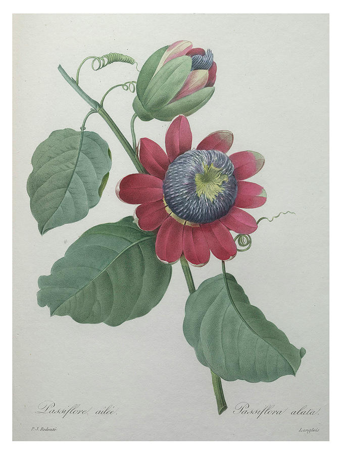 Passion Flower Painting by Pierre-Joseph  Redoute