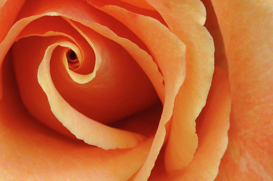 Passionate Orange Rose Photograph by Eyejoy