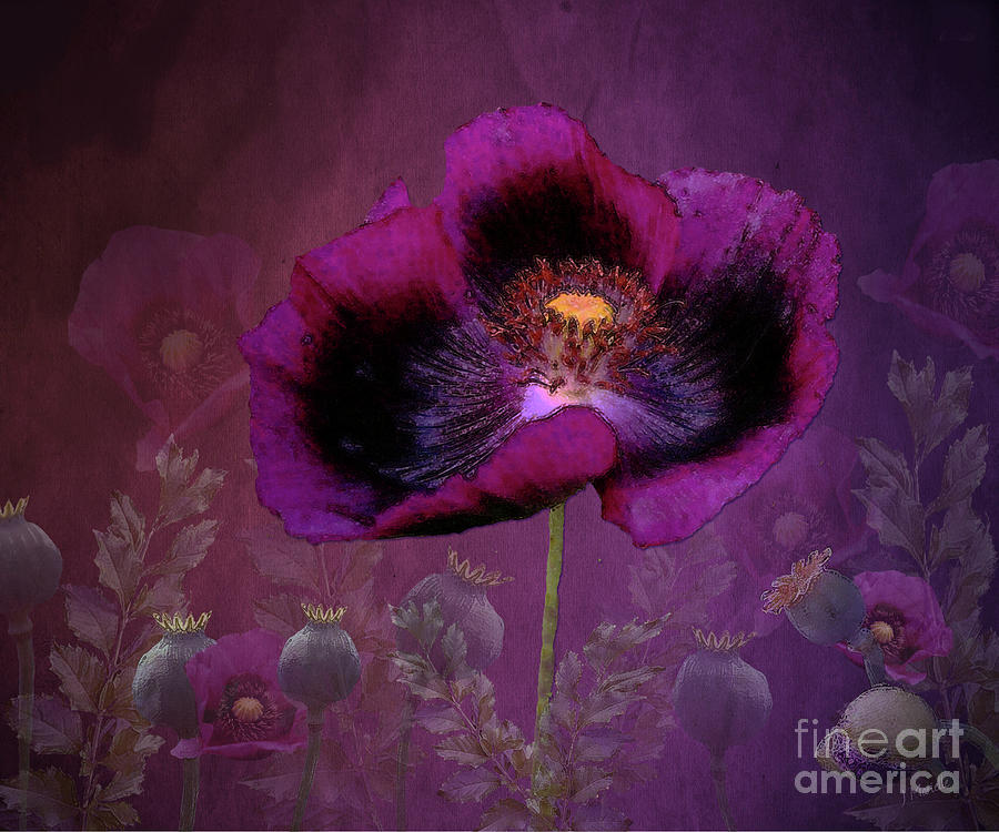 Passionate Plum Poppy Digital Art by J Marielle