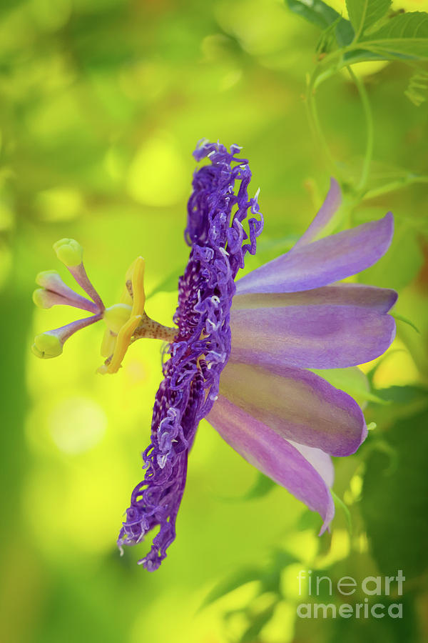 Passionate Purple Passiflora Photograph by Sabrina L Ryan