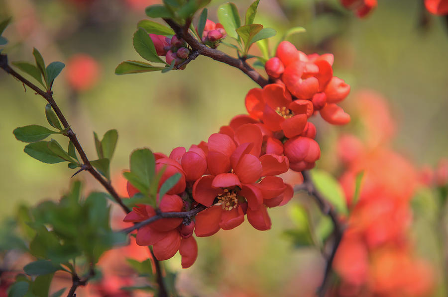Passionate Red of Chinese Quince 2 Photograph by Jenny Rainbow