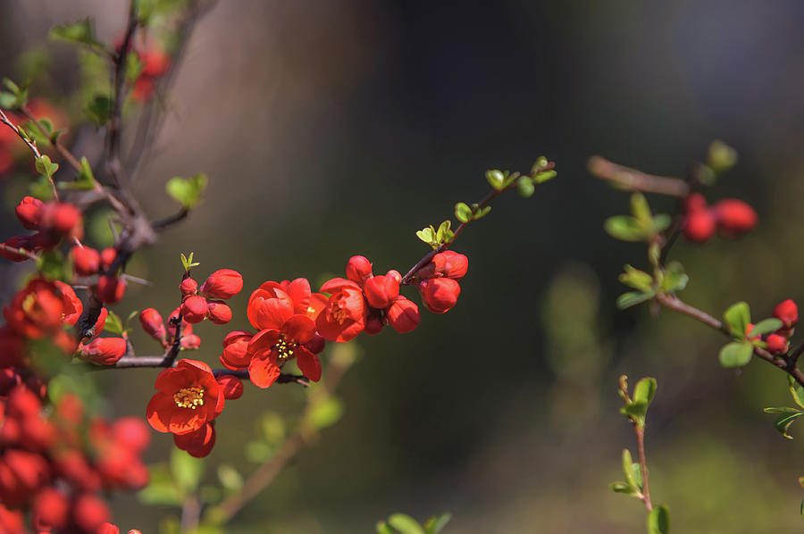 Passionate Red of Chinese Quince 5 Photograph by Jenny Rainbow