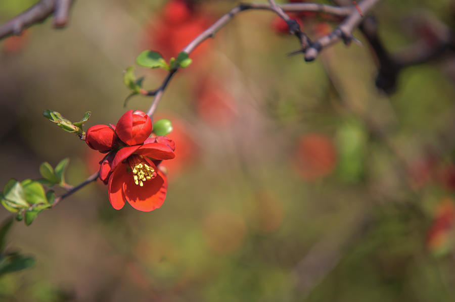 Passionate Red of Chinese Quince 6 Photograph by Jenny Rainbow