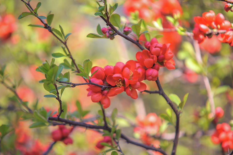 Passionate Red of Chinese Quince 7 Photograph by Jenny Rainbow