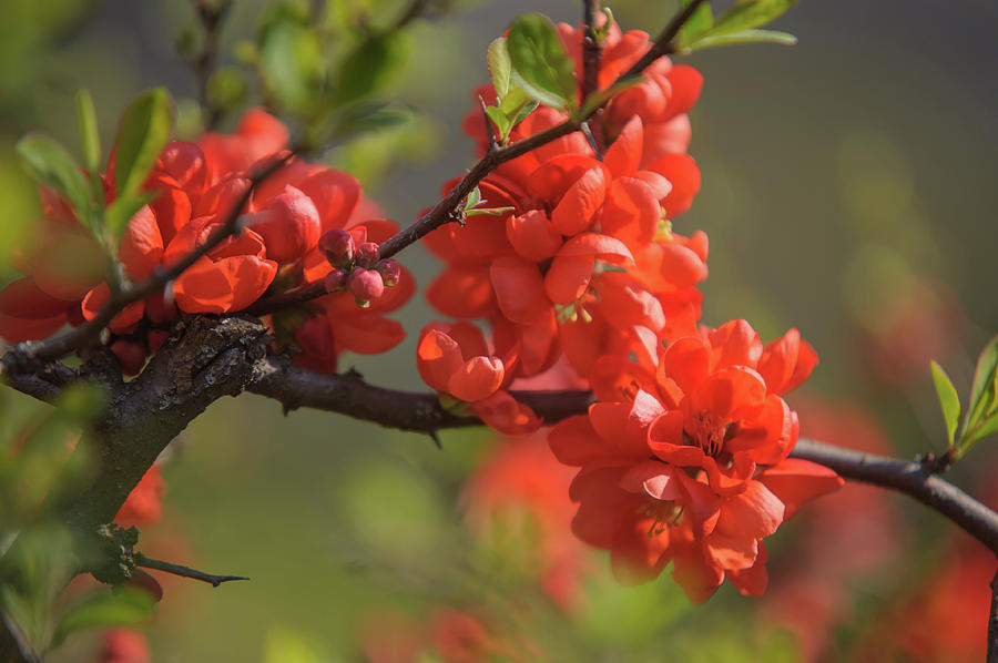 Passionate Red of Chinese Quince Photograph by Jenny Rainbow