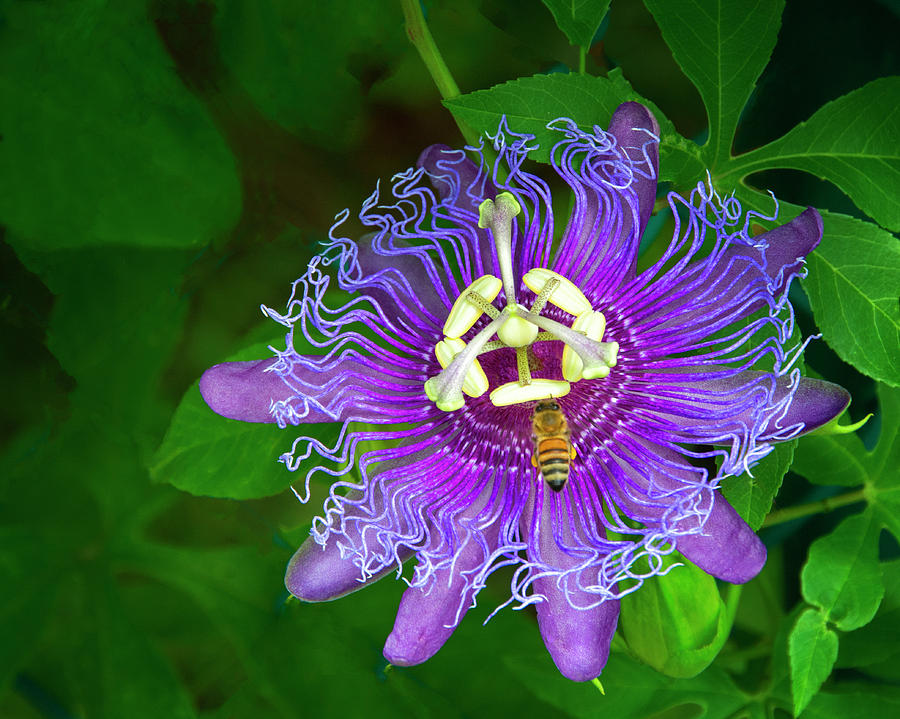 Passionflower and Bee Visitor Photograph by Mitch Spence