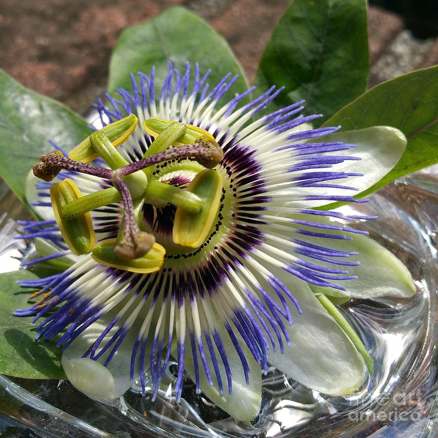 Passionflower Photograph by Paola Baroni Passionflower Photograph by Paola Baroni