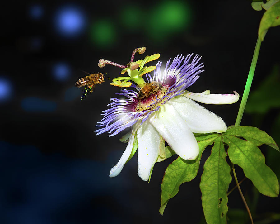 Passionflower Pollinators Photograph by Mark Andrew Thomas