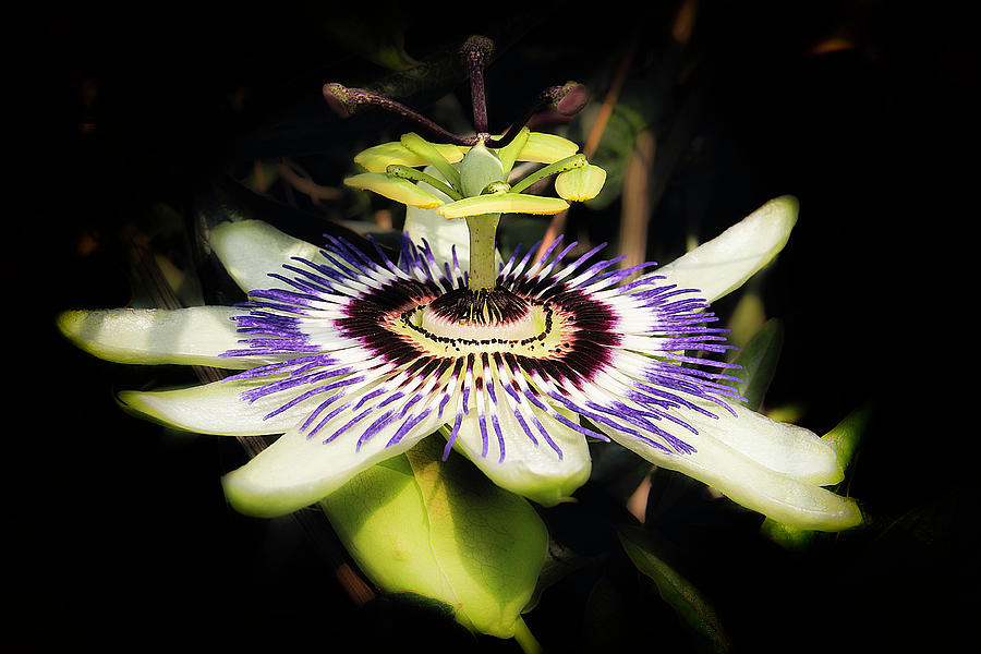 Passionflower Photograph by Wolfgang Stocker