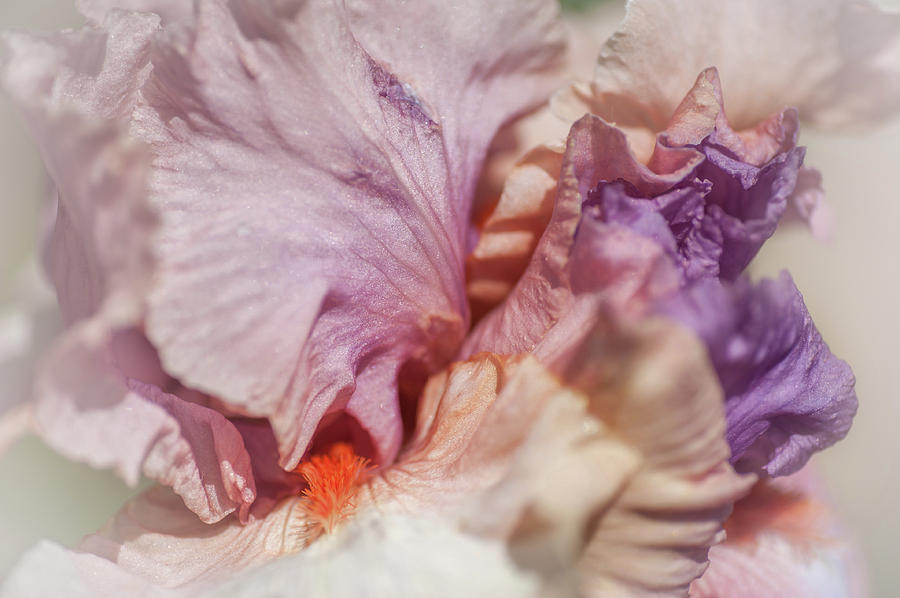 Pastel Abstract of Iris Petals Photograph by Jenny Rainbow