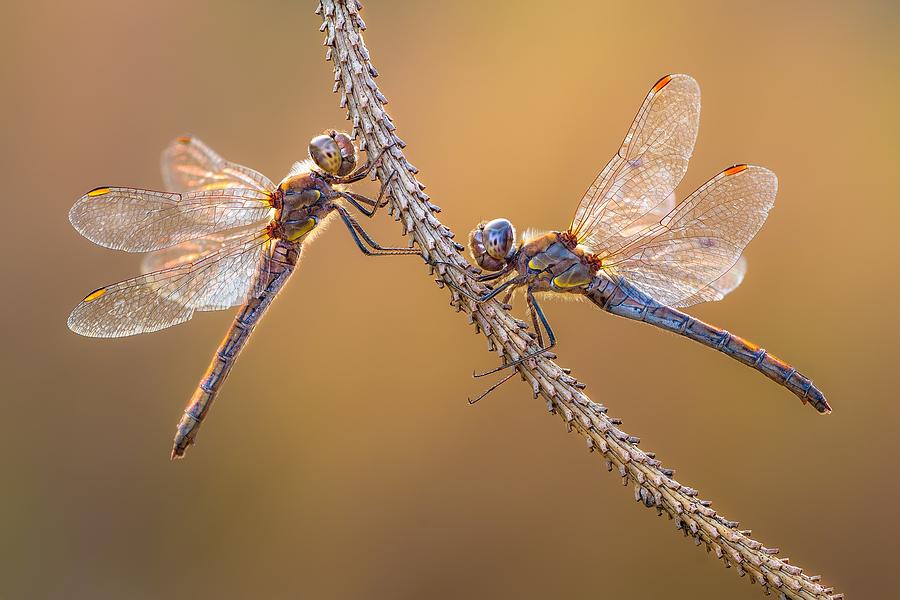 Insects Photograph - Pastel Colors by Petar Sabol