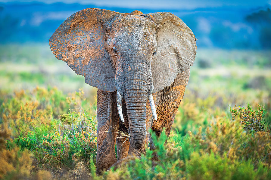 Pastel Elephant Photograph by Jeffrey C. Sink