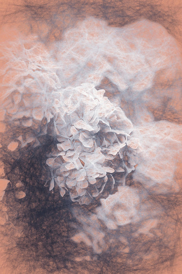 Hydrangeas Digital Art - Pastel Hydrangeas by Helen White Hydrangeas Digital Art - Pastel Hydrangeas by Helen White