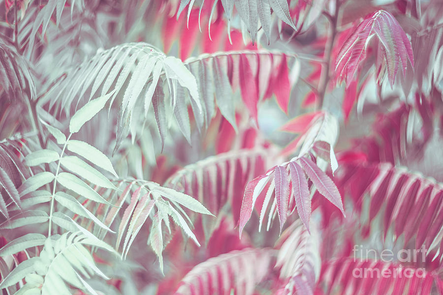Pastel Jungle Tropical Nature Background Photograph by Vicuschka