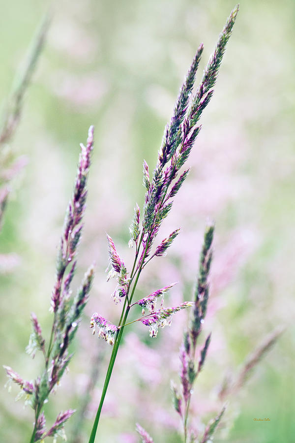 Pink Grass Abstract Photograph by Christina Rollo