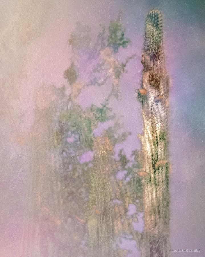 Pastel Pink Cacti by Sandra Nesbit Pastel Pink Cacti by Sandra Nesbit