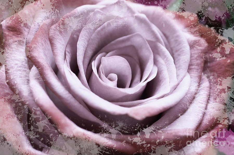 Nature Photograph - Pastel Pink Lilac Rose #1 #floral #art by Anitas and Bellas Art