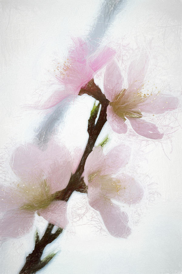 Pastel Pink Peach Blossoms Photograph by Kathy Clark