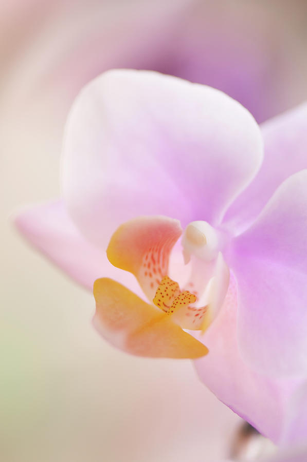 Pastel Pink Phalaenopsis Flower Close-up Photograph by Maria Mosolova