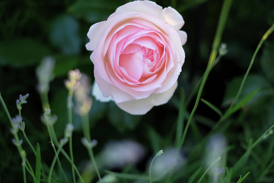 Pastel Pink Rose Photograph by Eising Studio