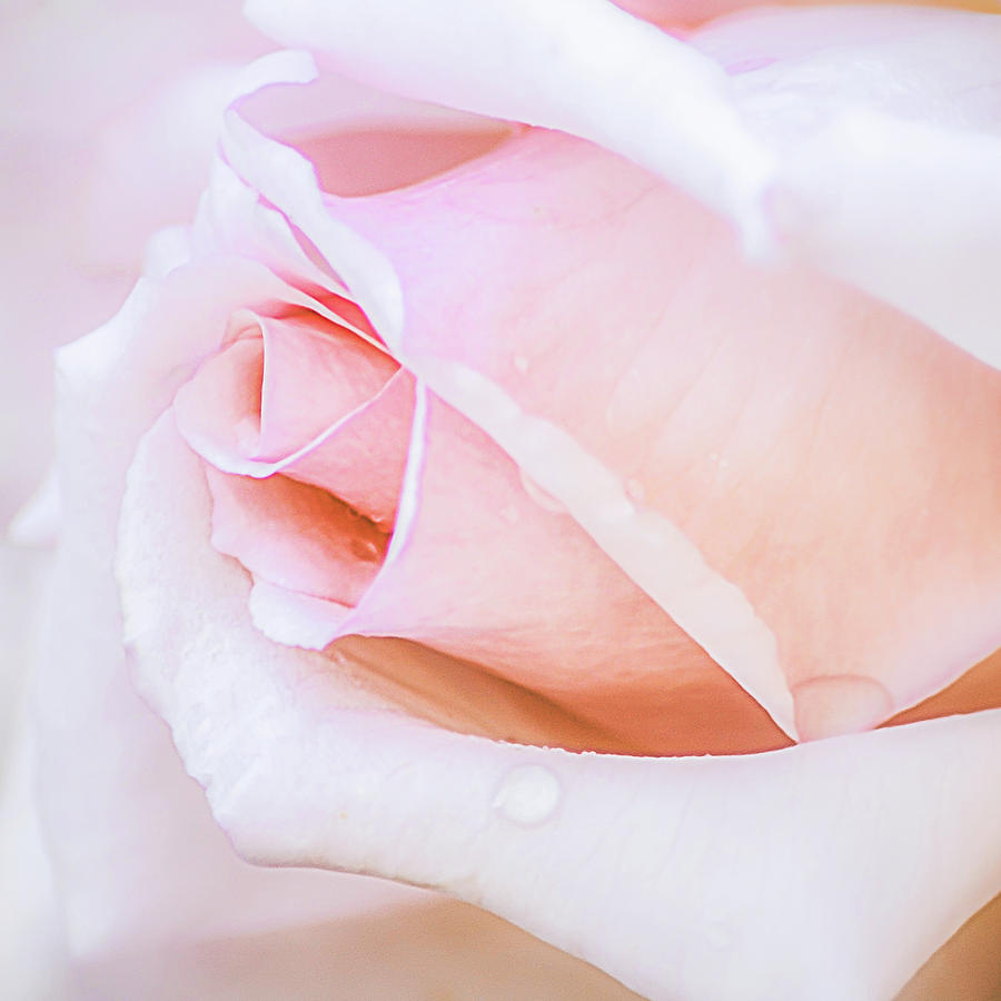 Pastel Pink Rose Water Drops Photograph