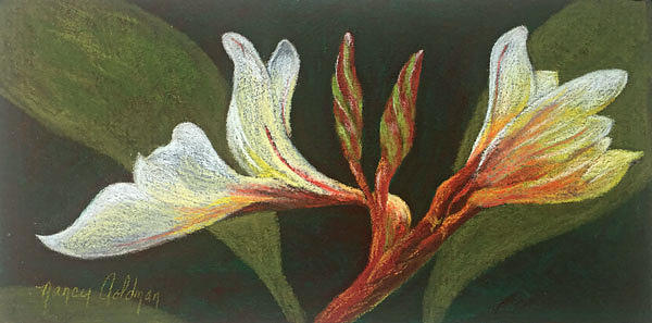 Pastel Plumeria Painting by Nancy Goldman