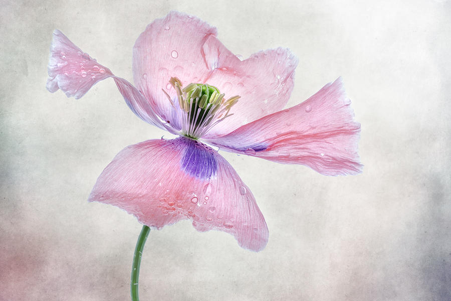 Pastel Poppy Photograph by Mandy Disher