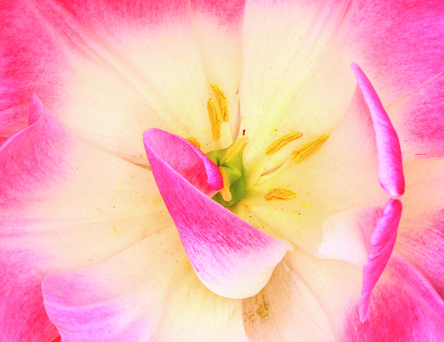 Pastel Tulip Photograph by Jeffrey PERKINS