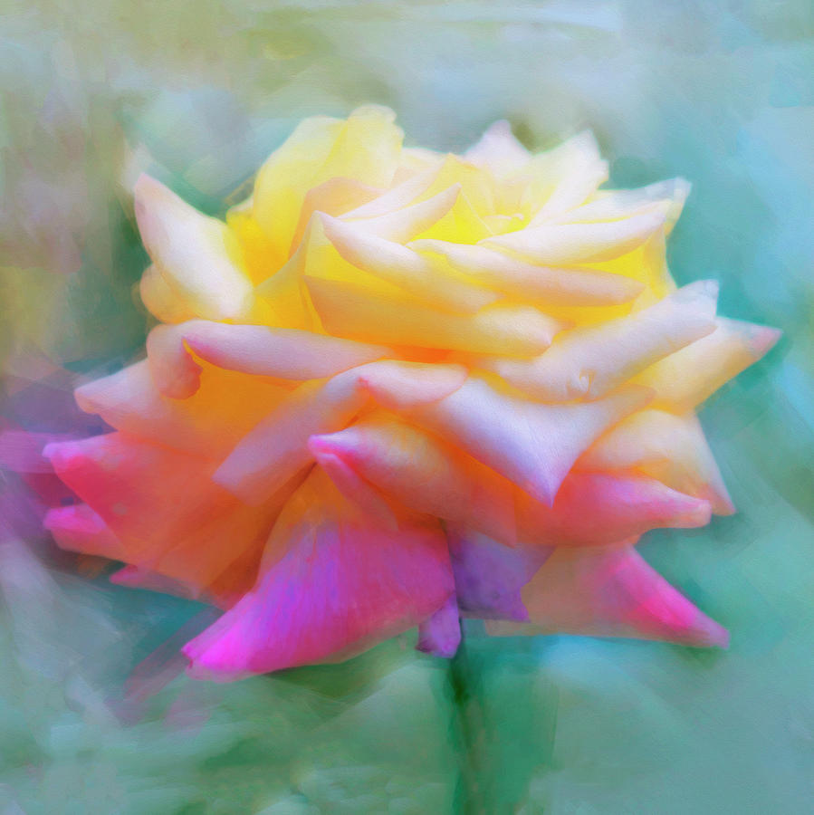 Pastelacious Rose Photograph